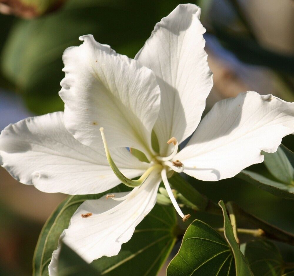 Bauhinia variegata